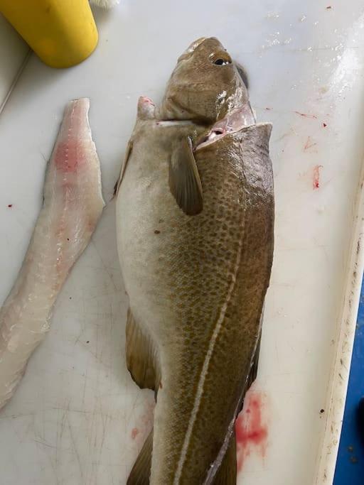 Krokenes Sylte  Ngoại thất bức ảnh
